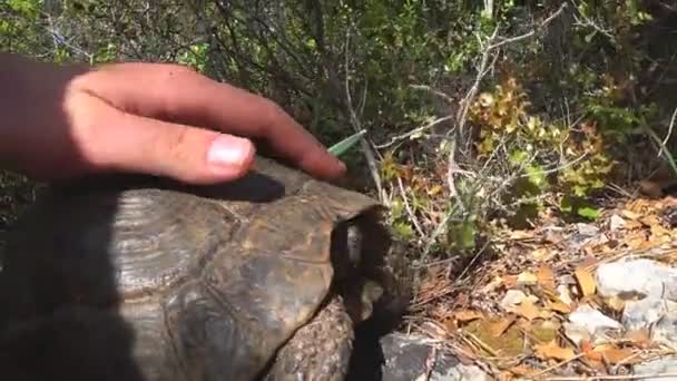 Mano del hombre acariciando una gran tortuga terrestre — Vídeo de stock