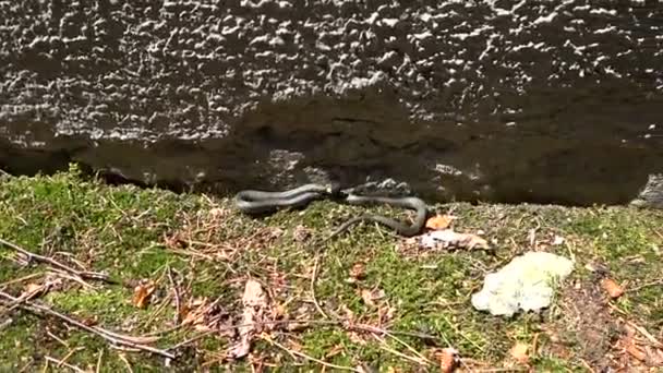 Serpent d'herbe rampant le long du trottoir 