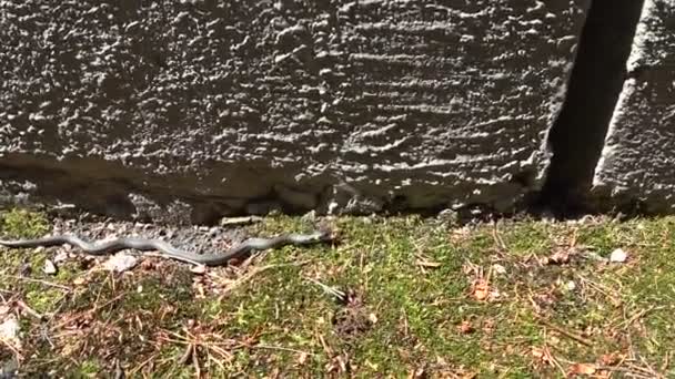Травяная змея заползает в щель — стоковое видео