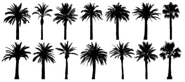 Palm trees silhouette. Vector set tropical trees. Isolated on white background clipart