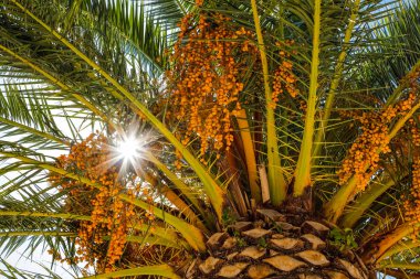 Güneş ışığı, hurma dallarının arasından çıktı ve orada hurma ağaçları yetişmeye başladı..