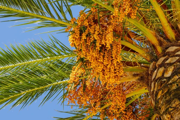 Fechas Colgadas Una Palmera Cerca — Foto de Stock