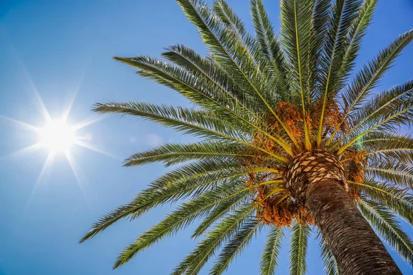 Palmera Datilera Sol Cielo Vista Palmera Desde Abajo Hacia Arriba — Foto de Stock