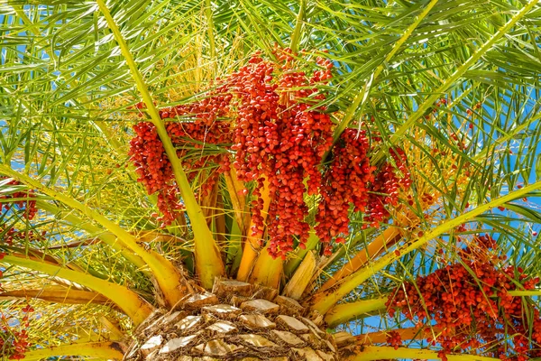 Fecha Ramas Cuelgan Palmera — Foto de Stock