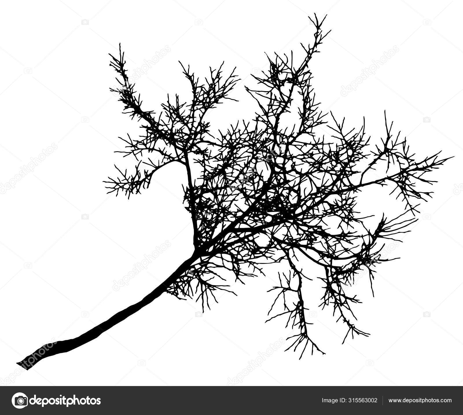 リンデンの木の枝のシルエット 葉のない裸の木 ベクトル ストックベクター C Irusetka Yandex Ru