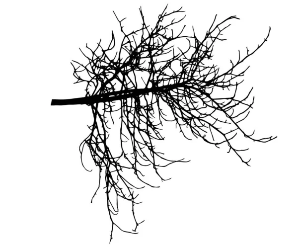 Ramo de árvore nua sem folhas, silhueta. Ilustração vetorial — Vetor de Stock