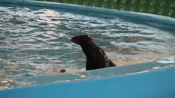 Tulení tuleň plave držet Delfína v bazénu, vystupování v Dolphinarium — Stock video