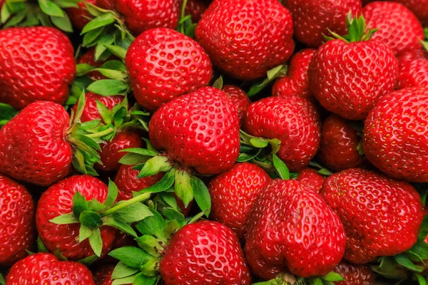 Schöne Frische Reife Erdbeeren Nahaufnahme Hintergrund — Stockfoto