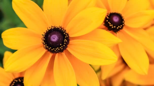 Negro ojos susan, flores Rudbeckia — Vídeo de stock