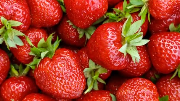 Red ripe strawberries close-up, top view. — Stock Video