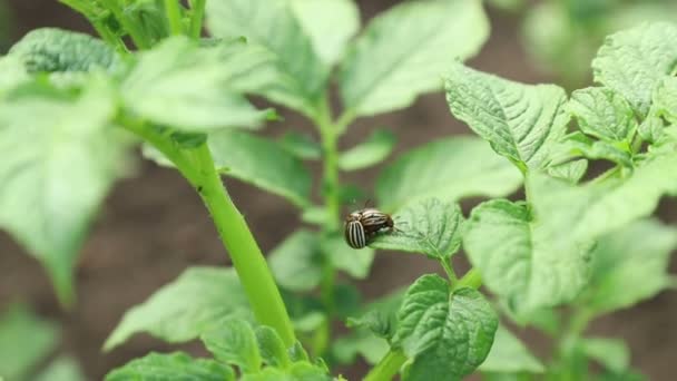 Voortplanting van nakomelingen van Colorado kevers op aardappelstruiken — Stockvideo