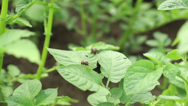 Escarabajos de patata de Colorado en el arbusto de patata. Plagas que causan daños a la agricultura . — Vídeos de Stock