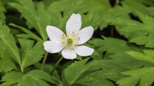 Kwitnący kwiat leśny Anemone sylvestris (Snowdrop), rotacja — Wideo stockowe