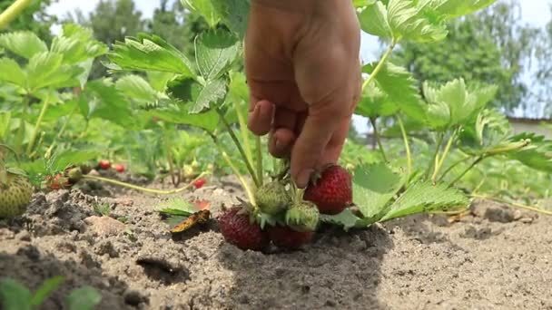 女人的手从灌木丛中取出草莓 — 图库视频影像