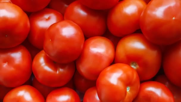 Raccolta di pomodori rossi maturi primo piano, vista dall'alto. — Video Stock