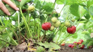 Kadın yağmurdan sonra çalılıklardan kırmızı olgun çilek topluyor.