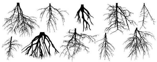 Roots of different trees, set. Rootage. Vector illustration.