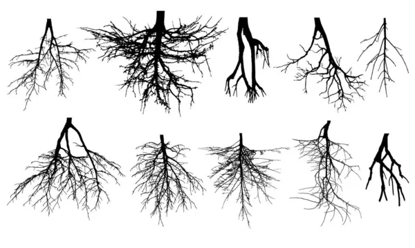 Sistema Radicular Árboles Conjunto Arraigo Ilustración Vectorial — Vector de stock