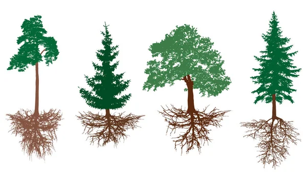 Set Trees Roots Pine Spruces Oak Rootage Vector Illustration Royalty Free Stock Illustrations