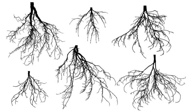 Set of bare roots of different trees. Vector illustration.