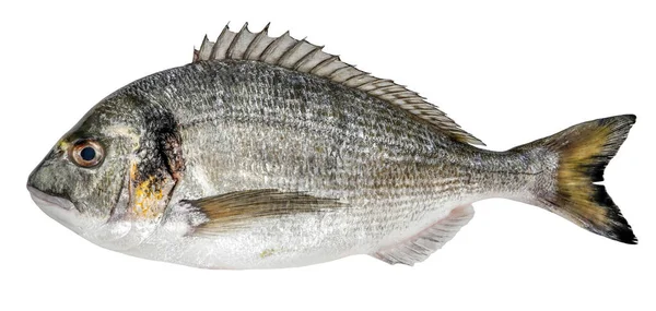 Dorado Isolerad Vit Bakgrund Färsk Fisk — Stockfoto