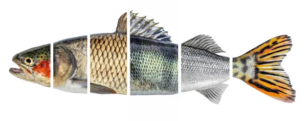 Fiskskivor Isolerade Vit Bakgrund Olika Typer Fisk Samlas Helhet — Stockfoto