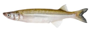 Smelt fish isolated on white background clipart