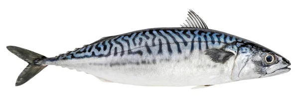 Makrele Fisch Isoliert Auf Weißem Hintergrund Frische Meeresfrüchte — Stockfoto