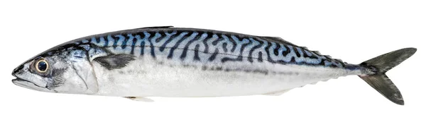 Pesce Sgombro Isolato Fondo Bianco Pesce Fresco — Foto Stock