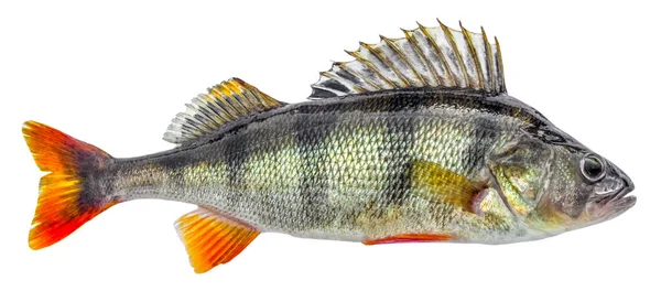 Perch Fish Isolated White Background — Stock Photo, Image