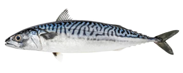 Makrelenfisch Isoliert Auf Weißem Hintergrund — Stockfoto