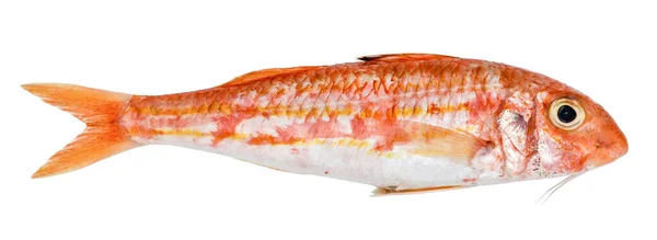 Red Mullet Isolated White Background Fresh Fish — Stock Photo, Image