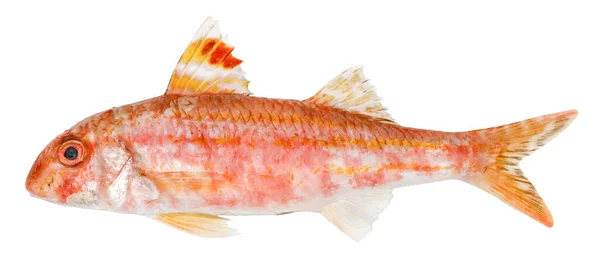 白色背景的红贻贝孤立鱼 — 图库照片