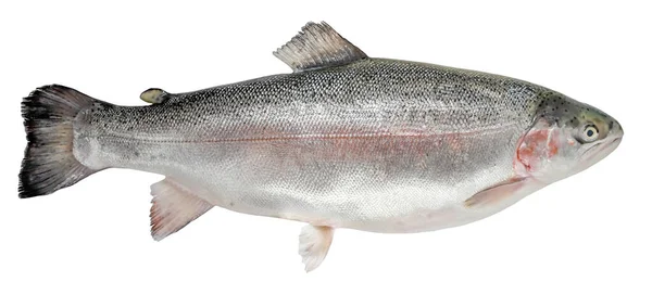 Öring Isolerad Vit Bakgrund Norsk Fisk — Stockfoto