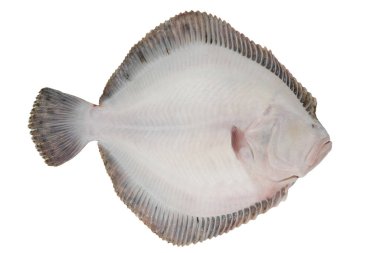 Turbot fish isolated on white background. White side clipart