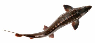 Beyaz arka planda izole edilmiş taze mersin balığı