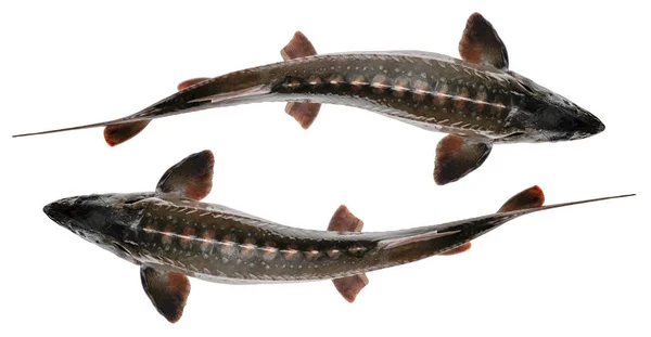 Sturgeon fish isolated on white background. Top view — Stock Image Sturgeon Fish Isolated White Background Top View Royalty Free Stock Images