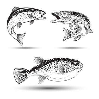Monochrome illustration of  pike, trout and fugu, Set of fishes isolated on white background, vector clipart