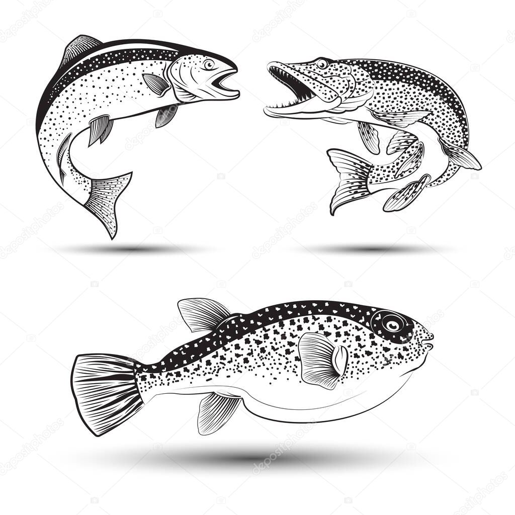 Monochrome illustration of  pike, trout and fugu, Set of fishes isolated on white background, vector
