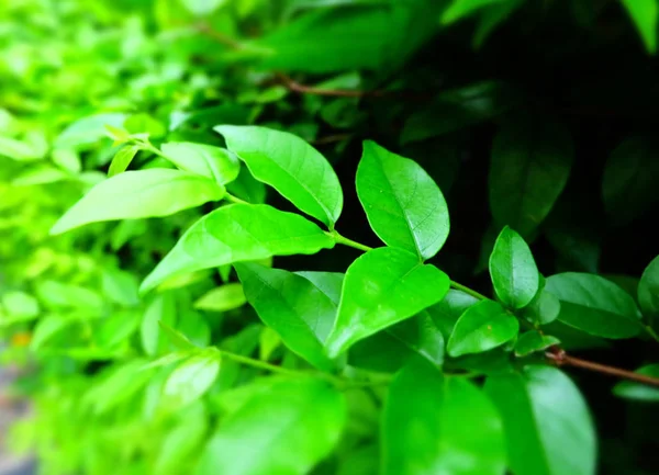 Folhas Verdes Para Fundo Papel Parede Natural — Fotografia de Stock