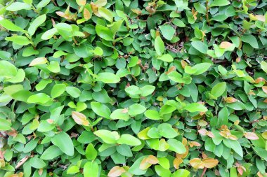 doğal duvar kağıdı arka plan için yeşil yapraklar