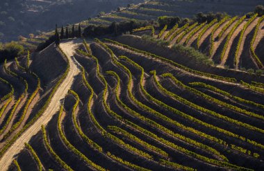 Unesco Dünya Mirası, Douro Vadisi Sao Joao da Pesqueira, Viseu, Portekiz 'deki sonsuz bağlar..