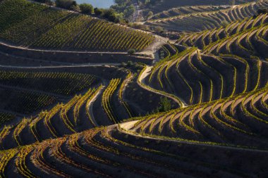 Unesco Dünya Mirası, Douro Vadisi Sao Joao da Pesqueira, Viseu, Portekiz 'deki sonsuz bağlar..
