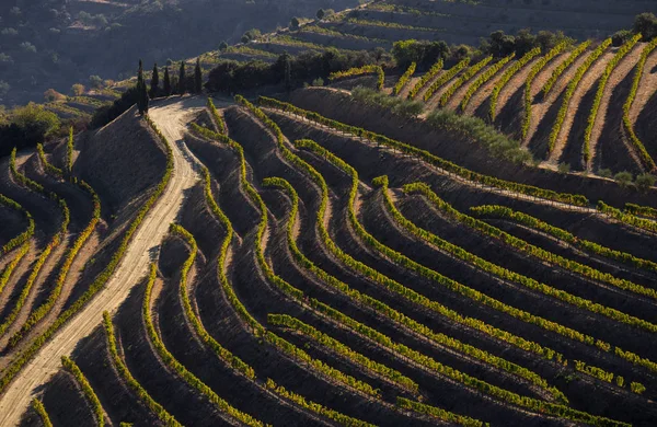 Unesco Werelderfgoed Douro Vallei Prachtige Eindeloze Lijnen Van Wijngaarden Sao — Stockfoto