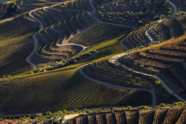 Património Mundial Unesco Vale Douro Lindas Linhas Intermináveis Vinhedos São — Fotografia de Stock