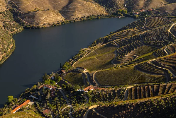 Unesco Világörökség Douro Völgy Gyönyörű Végtelen Szőlőültetvények Sao Joao Pesqueira — Stock Fotó