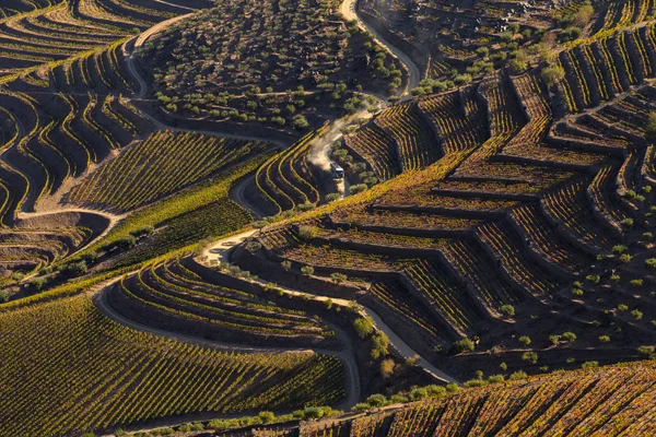 Unesco Werelderfgoed Douro Vallei Prachtige Eindeloze Lijnen Van Wijngaarden Sao — Stockfoto