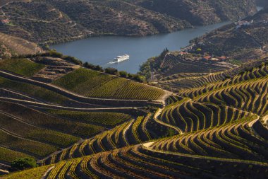 Unesco Dünya Mirası, Sao Joao da Pesqueira, Viseu, Portekiz 'deki Douro Vadisi üzüm bağlarının sonsuz güzel çizgileri..