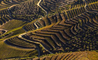 Unesco Dünya Mirası, Sao Joao da Pesqueira, Viseu, Portekiz 'deki Douro Vadisi üzüm bağlarının sonsuz güzel çizgileri..