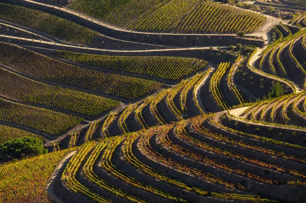 Unesco Werelderfgoed Prachtige Eindeloze Lijnen Van Douro Vallei Wijngaarden Sao — Stockfoto